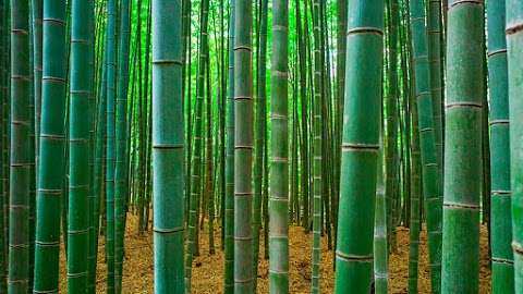 Photo: Bamboo Park